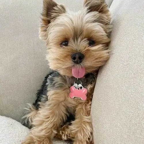 Filhote Yorkshire Terrier, Pequenos, fofos e cheios de amor!