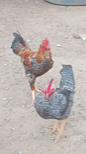Galos caipiras