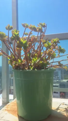Planta hortelã pimenta com 50cm alt.
