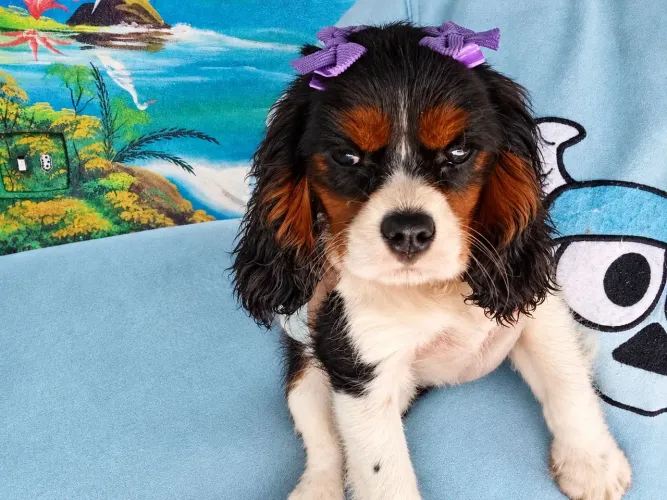 Excelente filhote de Cavalier King Charles Fêmea 