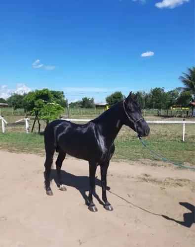 Cavalo marcha picado galante da Ferrari