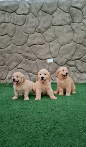 Gold Retriever filhotes machos 1.500,00 unidade 