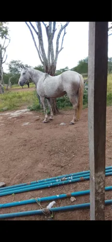 Égua MM