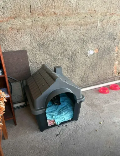 Casinha de cachorro