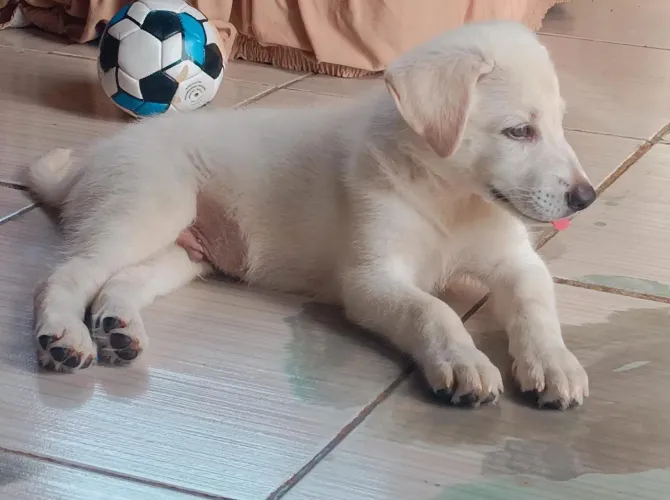 Vende-se filhote de pastor suíço 