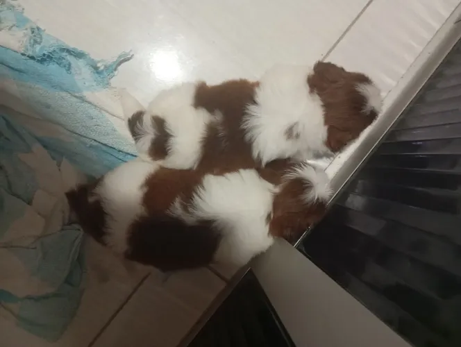 Cachorro shih Tzu