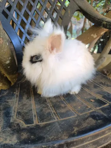 Coelho Mini Lion Head