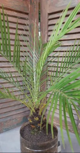 Palmeira fenix