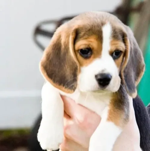 Beagle Um parceiro para os dias comuns