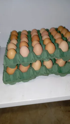Vendo ovos de capoeira