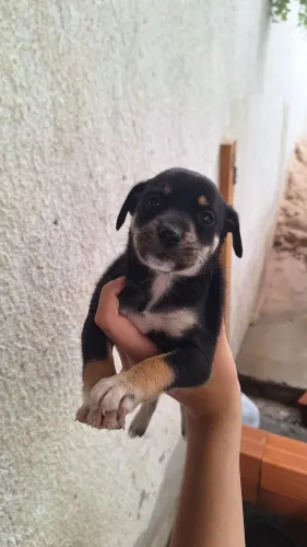 Doa-se Cachorrinhos