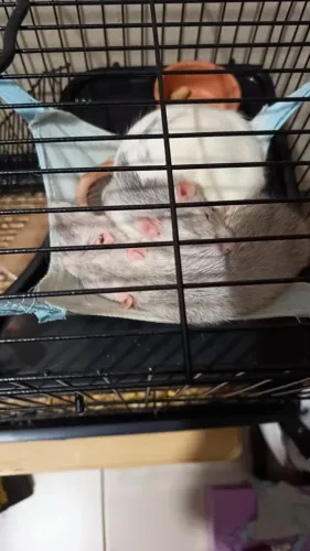 Vendo ratas