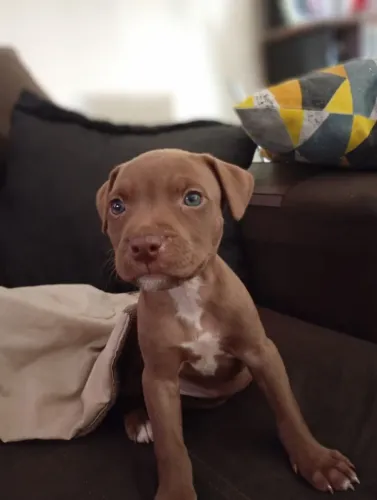 Cachorra Pitbull