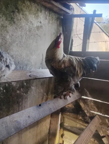 Galo brahma