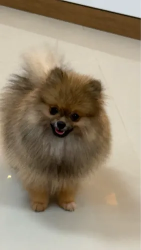 Filhote de Spitz Alemão Anão