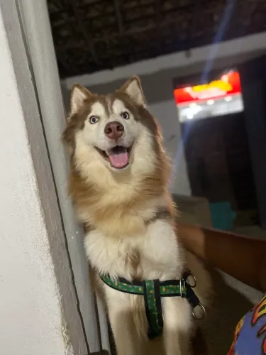 Estou Doando um Husky Siberiano