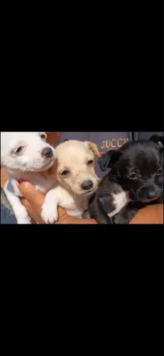 Filhotes de Pinscher numero 1 
