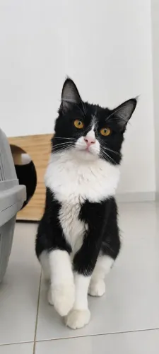 Gata Frajola Castrada