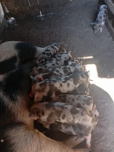 Vendo leitão desmamado 