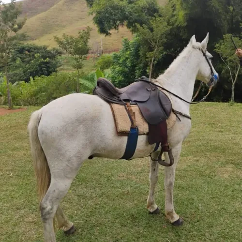 Cavalo Mangalarga Marchador 