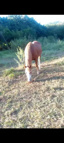 Vende se égua de criança andar ótima para mexer com gado animal de confiança
