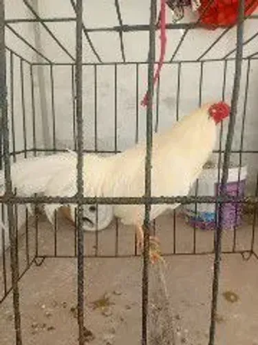 Galo bankiva 