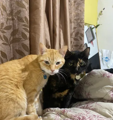 Doação gatinho