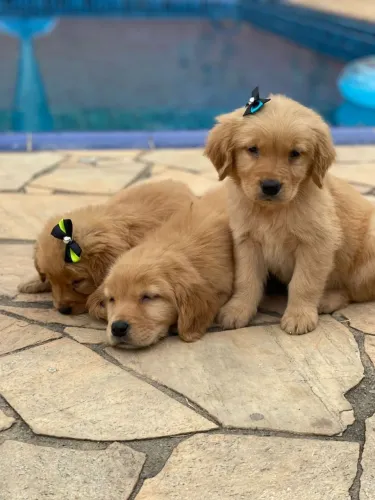 Golden Retriever | Filhotes disponíveis hoje 