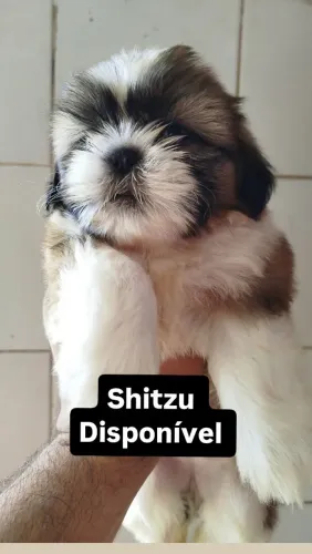 Shitzu 