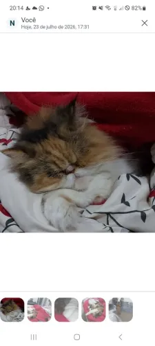 Gatinha persa