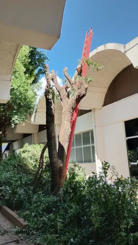 Poda e corte de árvores em geral em Cuiabá e várzea grande