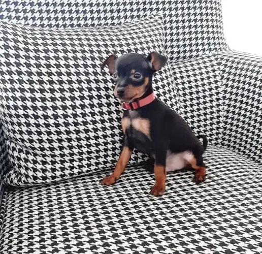 Pinscher miniatura machinho- Filhote de alta qualidade - Somente venda- Entregamos