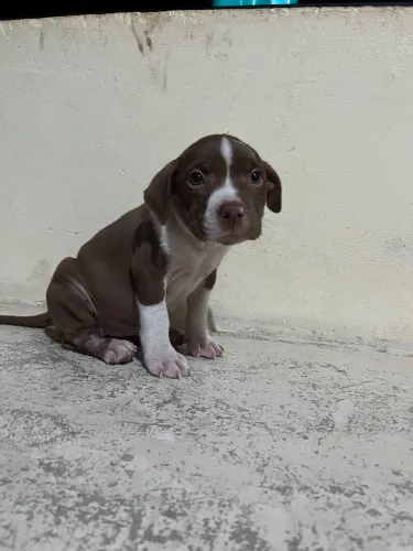 FILHOTE FEMEA DE PITBULL REDNOSE *COM PEDIGREE*