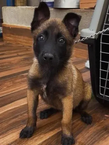 Pastor Malinois filhotes