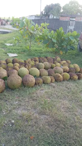 Jacá