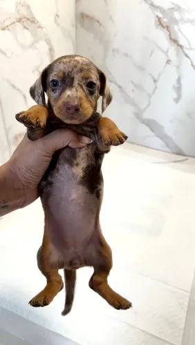 Dachshund Fêmea Arlequim Chocolate