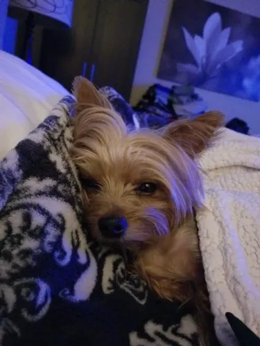 Filhote Yorkshire Terrier, prontos para encher sua vida de alegria!