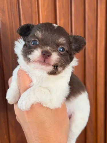 Chihuahua muito lindo te esperando