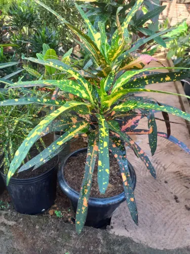 Vendo crotons