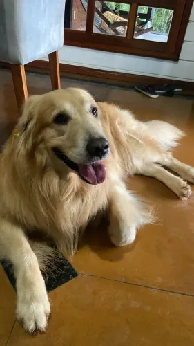 Venda de Golden retriever