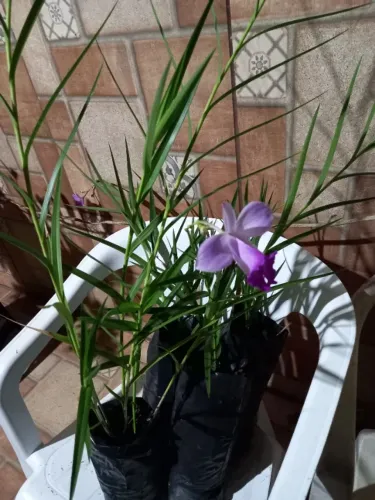 Plantas Orquídeas banbu 