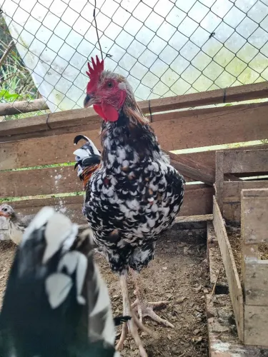 Frango Gsb