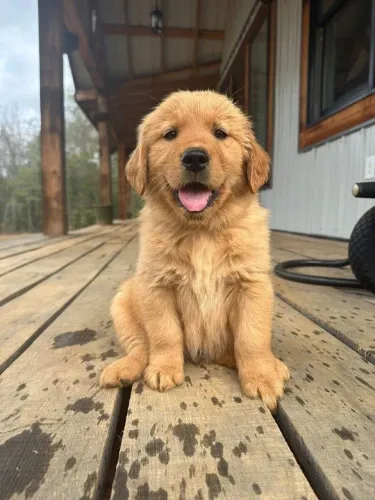 Golden Retriever Pequeno no tamanho, gigante no encanto