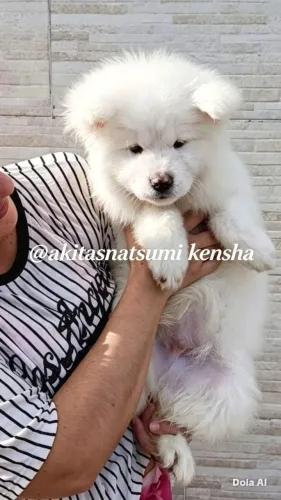 Akita Inu Filhote Branco - Pedigree CBKC - Último Disponível ?