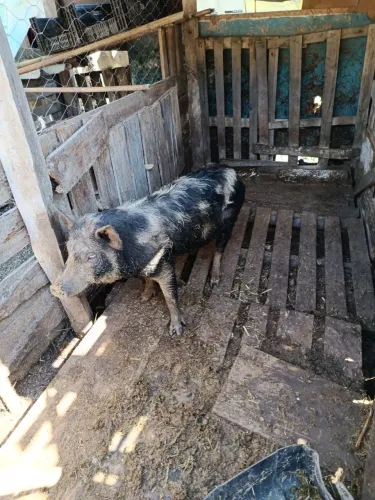 Porca caruncho enxertada