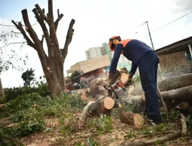 Serviço de Poda de arvores e limpeza de Lotes