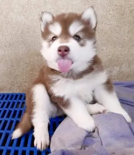 Husky siberiano Uma nova chance de encontrar o pet certo
