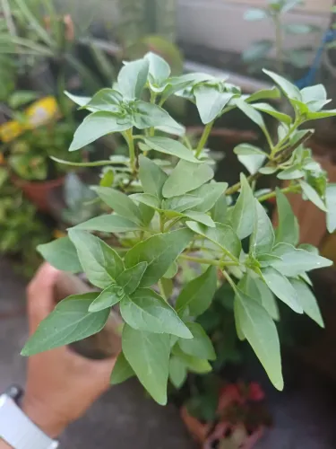 Plantas e mudas de Manjericão