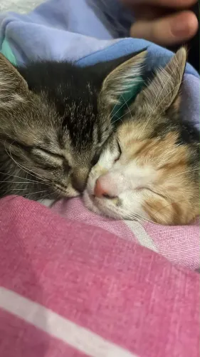 Doando gato rajado 