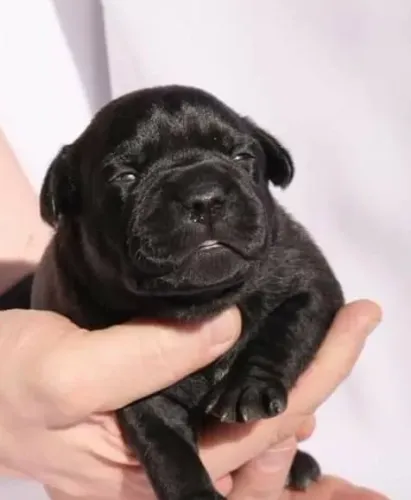 Filhotes de Staffordshire Bull terrier Staffbull 